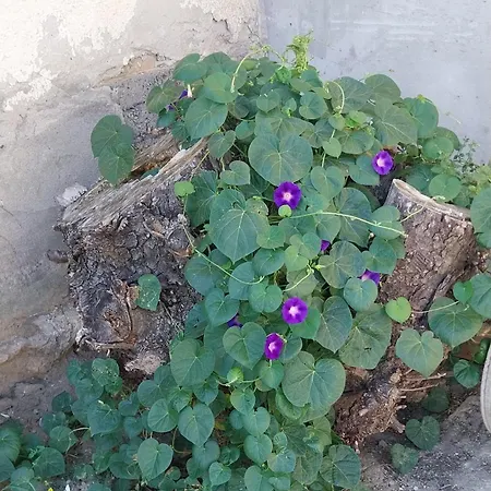 Apartmán Zorica *